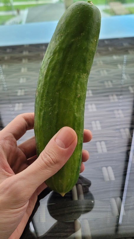 Böyle salatalık olur mu bea?