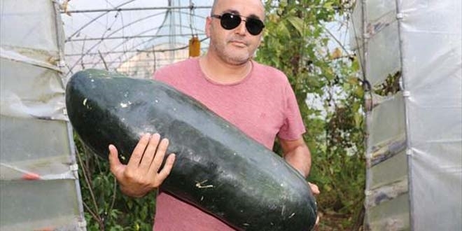 Böyle salatalık olur mu bea?
