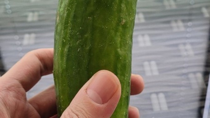 Böyle salatalık olur mu bea?