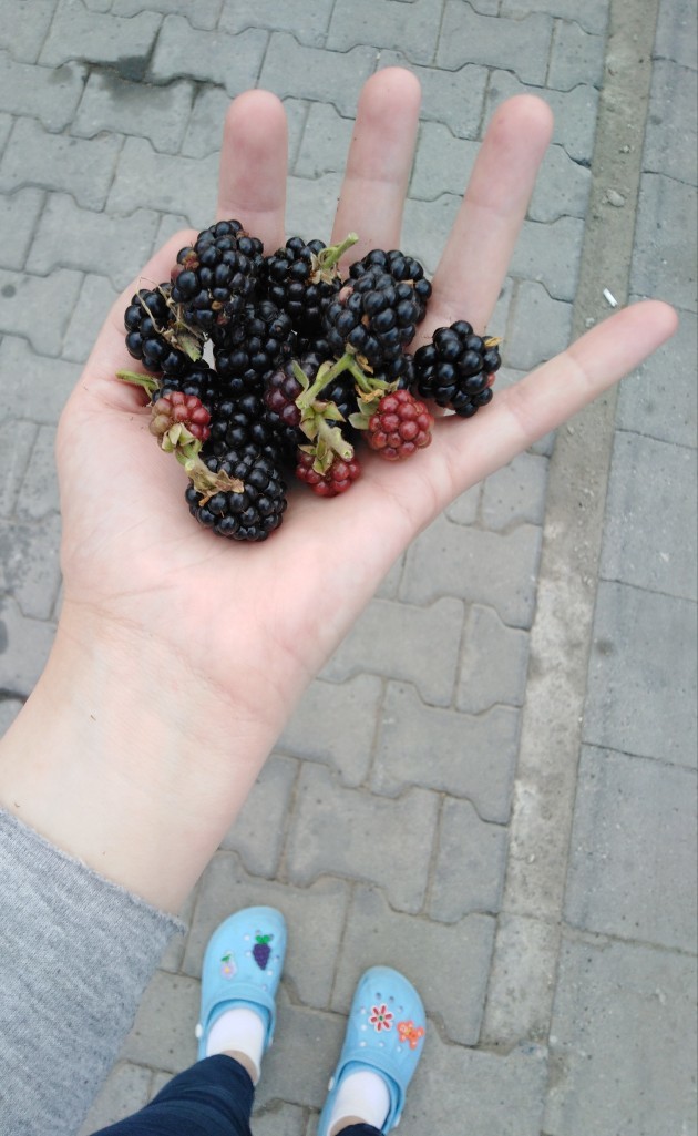 Böğürtlen sever misiniz?