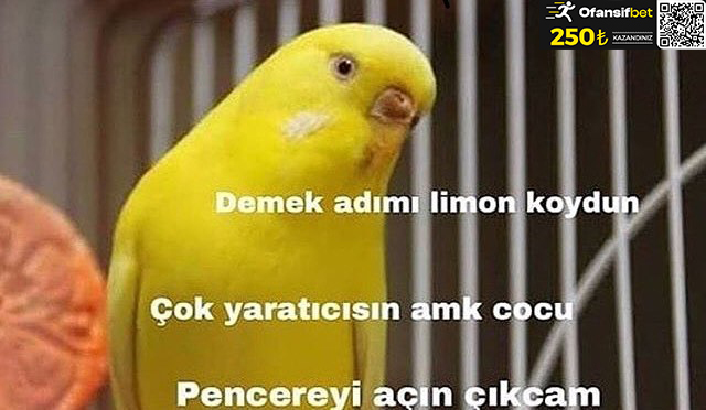 Sizin hiç civciviniz oldu mu?
