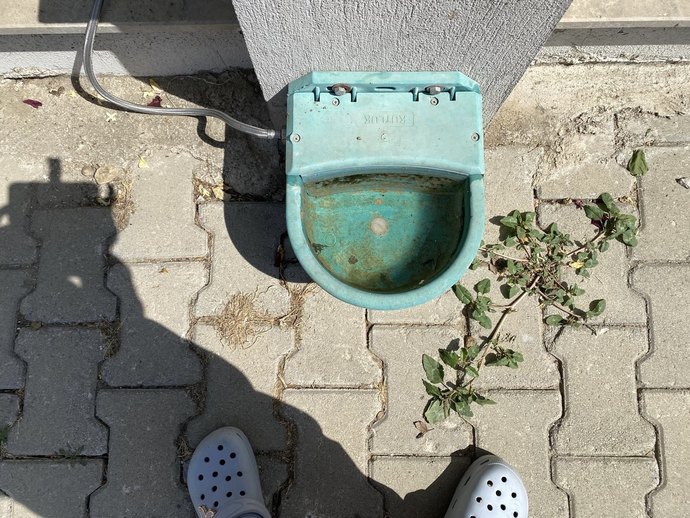 Sokak hayvanları için suluk