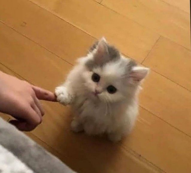 En sevdiğiniz hayvanı tahmin edeyim mi?