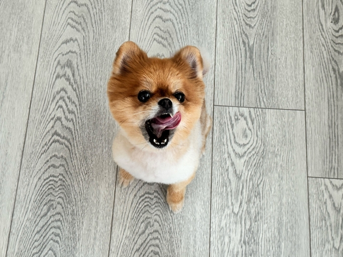 Köpek mantarına aşı mı yoksa şampuan mı daha iyi gelir?