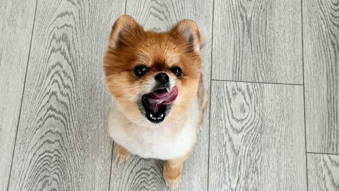 Köpek mantarına aşı mı yoksa şampuan mı daha iyi gelir?