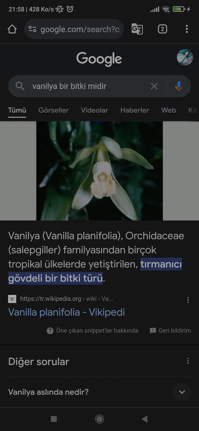 Faydalı bir bitki olsaydınız hangisi olurdunuz?