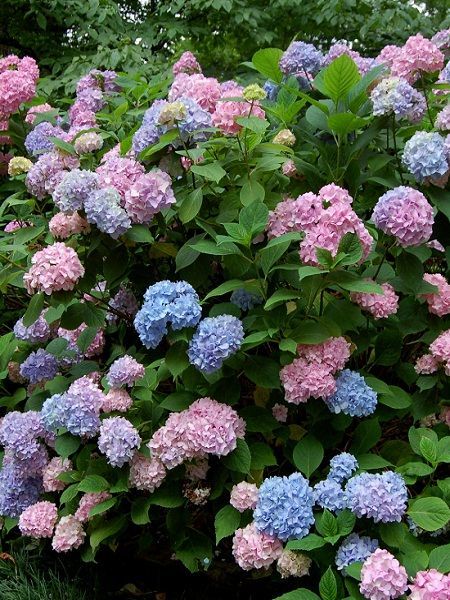 Hydrangea
