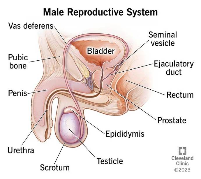 Erkekler, sperm ve idrar aynı yerden mi çıkıyor?