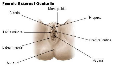 Erkekler, Sperm ve idrar ayni yerden mi cikiyor?