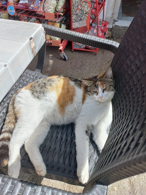 Kedi olsaydınız kürkünüz hangi renk olsun isterdiniz?
