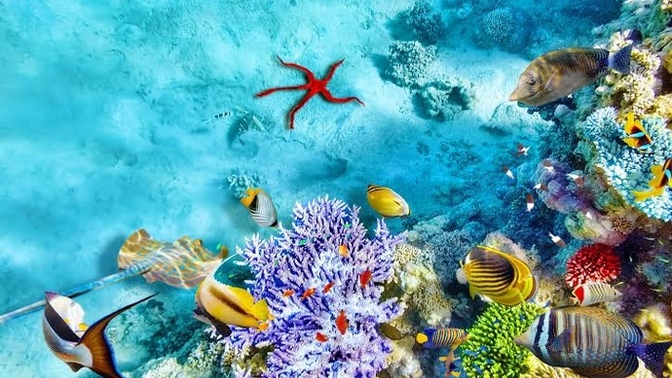 Netflix için bir belgesel çekseydin ne ile ilgili olurdu?