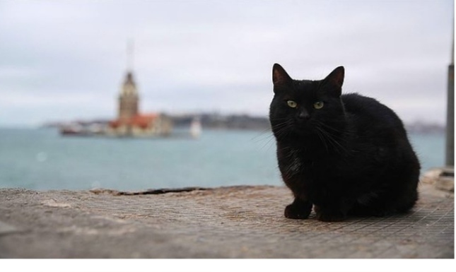 Kara kedi görmenin uğursuzluk getireceğine inanıyor musun?