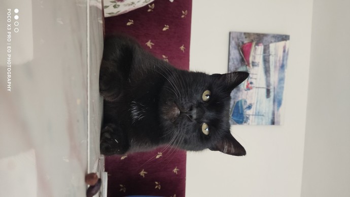 Kara kedi görmenin uğursuzluk getireceğine inanıyor musun?