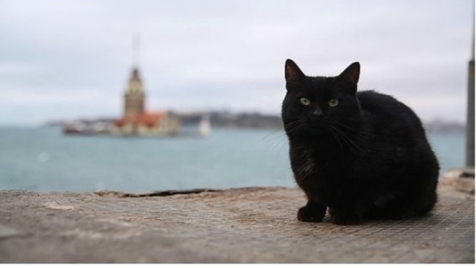 Kara kedi görmenin uğursuzluk getireceğine inanıyor musun?