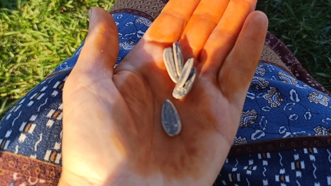 Bu son tamam diye diye bi paket çekirdeği bitirdim. Siz ne yapıyorsunuz?