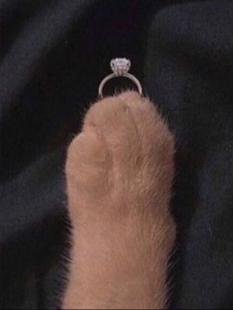 “Meow me” demek istediğiniz biri var mı?