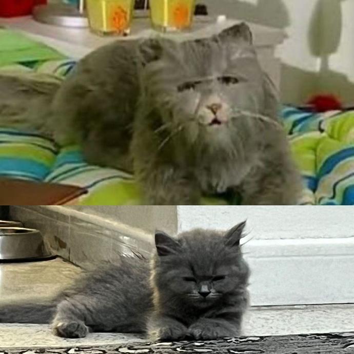 Acemi Cadı da gördüğüm kediye özendim almak istedim benziyor mu sizce?🤭🤭🤭?