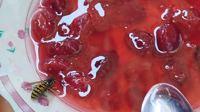 Kızılcık reçeli yiyen bu arı ekibin yüz karası mıdır yoksa ağzının tadını bileni midir 🤣?