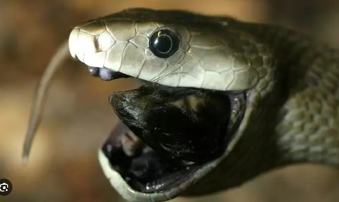Black mamba snake