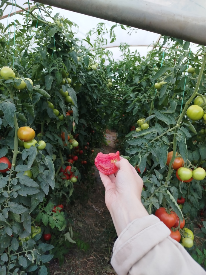 Domatesi ısırmak mı daha güzeldir, sevgilinin al al olmuş yanağını mı 🤣?