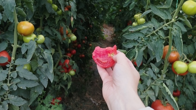 Domatesi ısırmak mı daha güzeldir, sevgilinin al al olmuş yanağını mı 🤣?