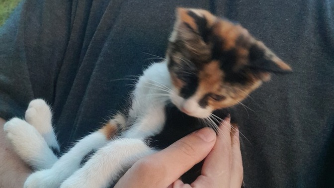 Bu minnoşun ismi ne olsun?