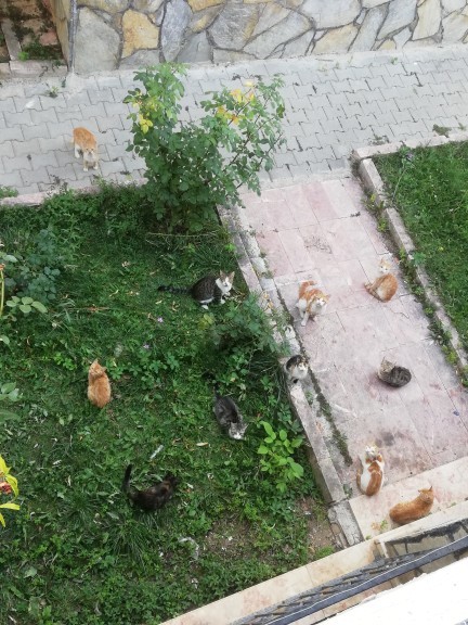En son hangi fotoyu çektiniz gösterin bakam?