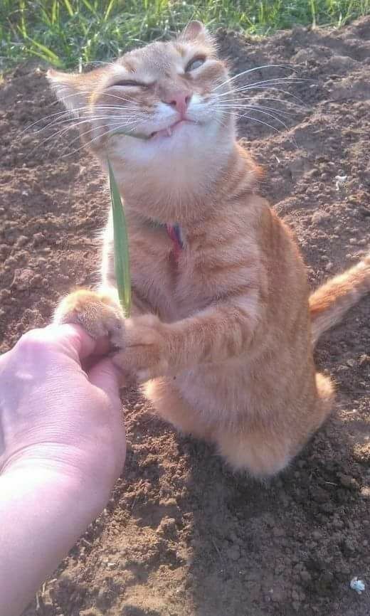 Neden herkesin derdi karşı cins olmuş 😂?