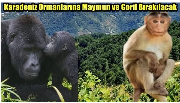 Karadeniz Ormanlarına maymun ve goril Bırakılması gündemde! Sizce ormanlarımıza bir faydası olur mu?