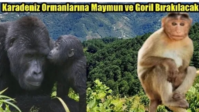 Karadeniz Ormanlarına maymun ve goril Bırakılması gündemde! Sizce ormanlarımıza bir faydası olur mu?