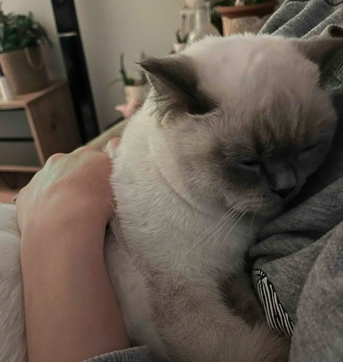 Kedi besliyor musunuz?