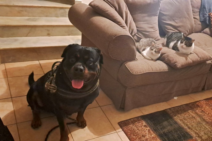 Kedi besliyor musunuz?
