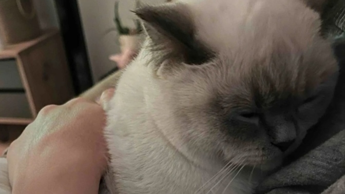 Kedi besliyor musunuz?
