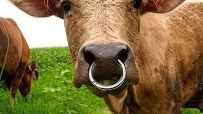 Bu Piercing Denen Şey Hakkında Ne Düşünüyorsunuz?