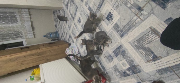 Kedi sever misinizz?