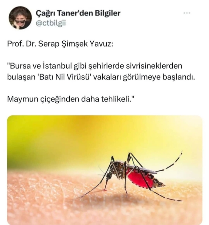 Sizin sivrisineklerle aranız nasıl?