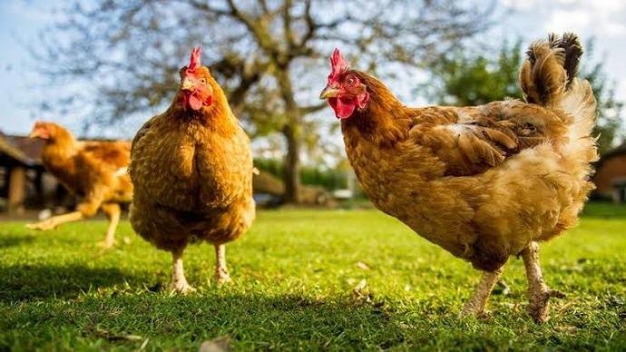 İnsanlar neden her şeyi marketten alıyor?