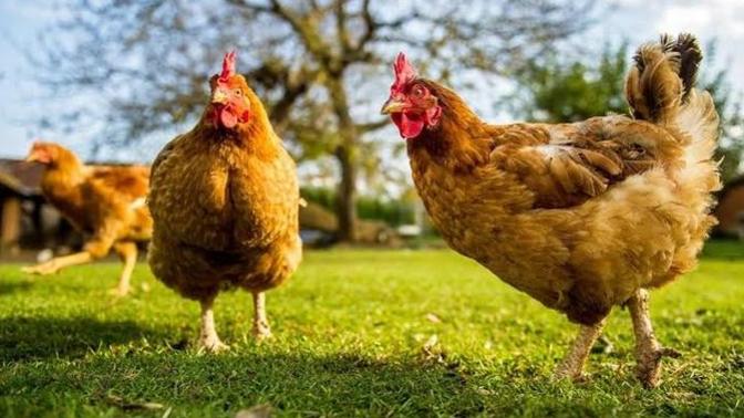 İnsanlar neden her şeyi marketten alıyor?