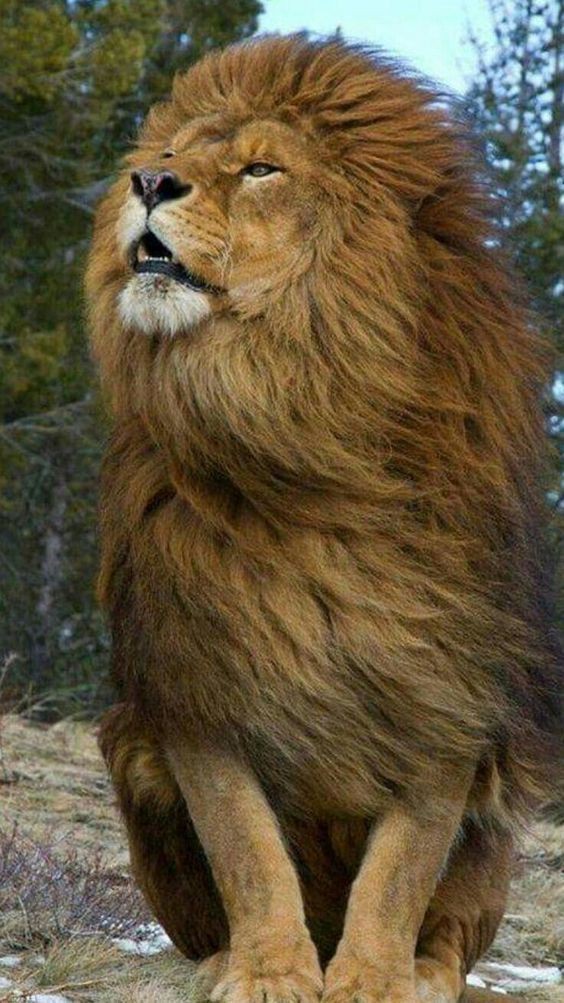 Leo 🦁♥️