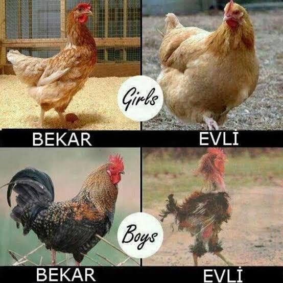 Evli bekar