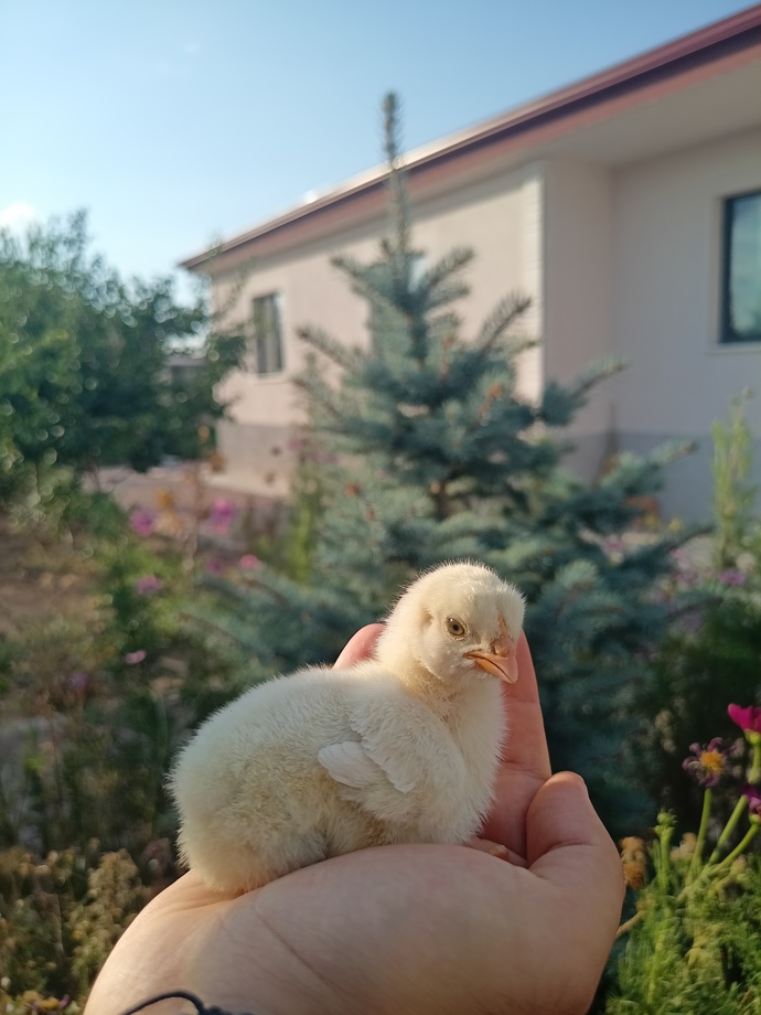 Yağmur sonrası bahçem nasıl görünüyor?