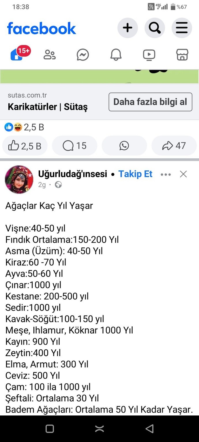 Hiç dikili ağacın var mı?