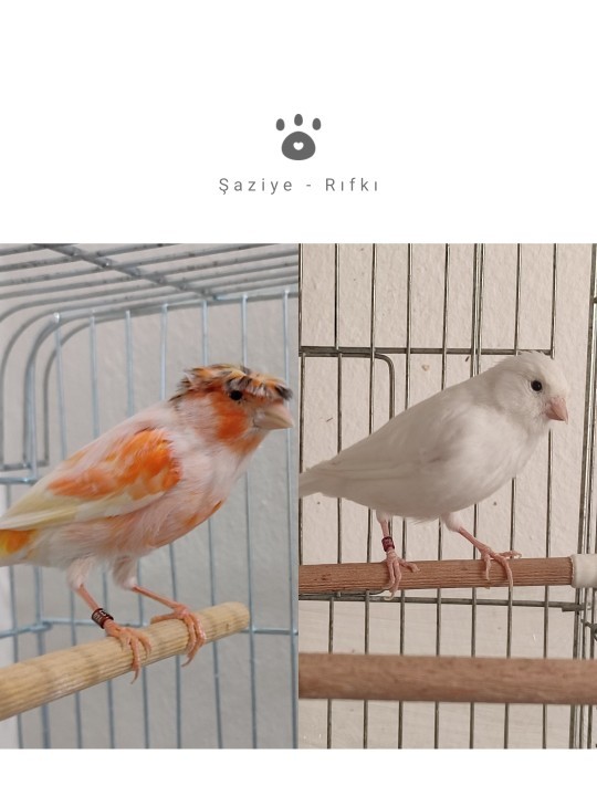 Şaziye ve Rıfkı yakışıyor mu sizce?