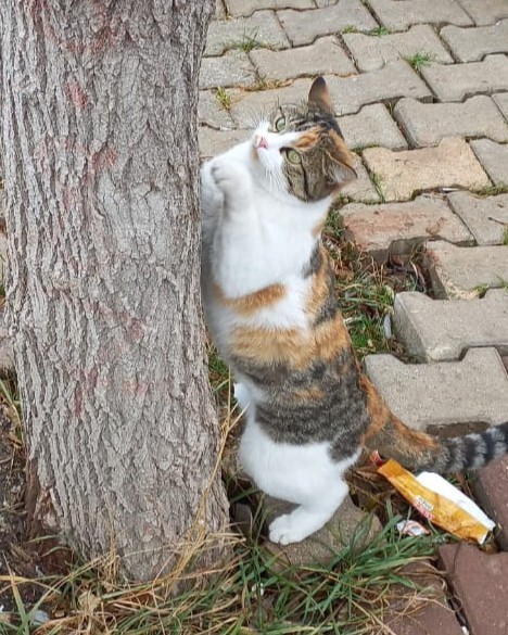 Kedinize "üzgünüm hiç paramız yok bu ay yaş mama alamayacağınız" deseniz, size nasıl tepki verir?