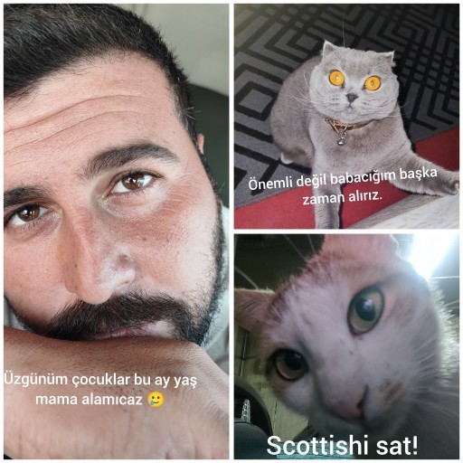 Kedinize "üzgünüm hiç paramız yok bu ay yaş mama alamayacağınız" deseniz, size nasıl tepki verir?