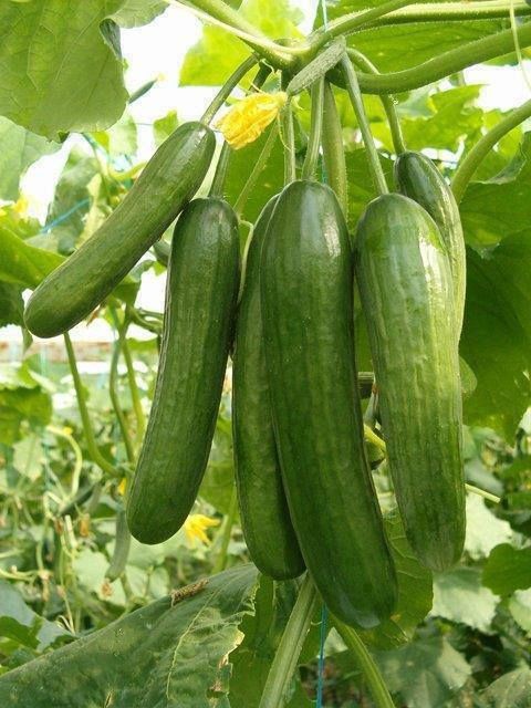 Güzel kokan ama parfüm olmayan bir şey yazın?