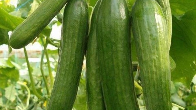 Güzel kokan ama parfüm olmayan bir şey yazın?