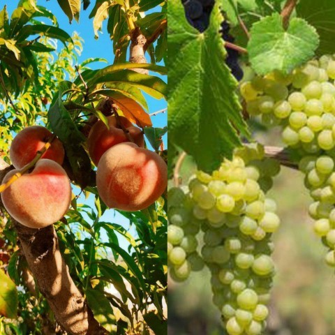 Şeftali ve üzüme karşı hassasiyetiniz var mı?