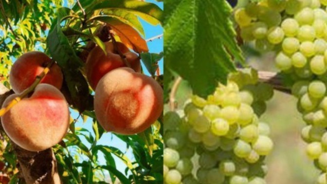 Şeftali ve üzüme karşı hassasiyetiniz var mı?