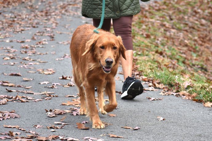 Köpeğinle düzenli yürüyüşler yapıyor musun?